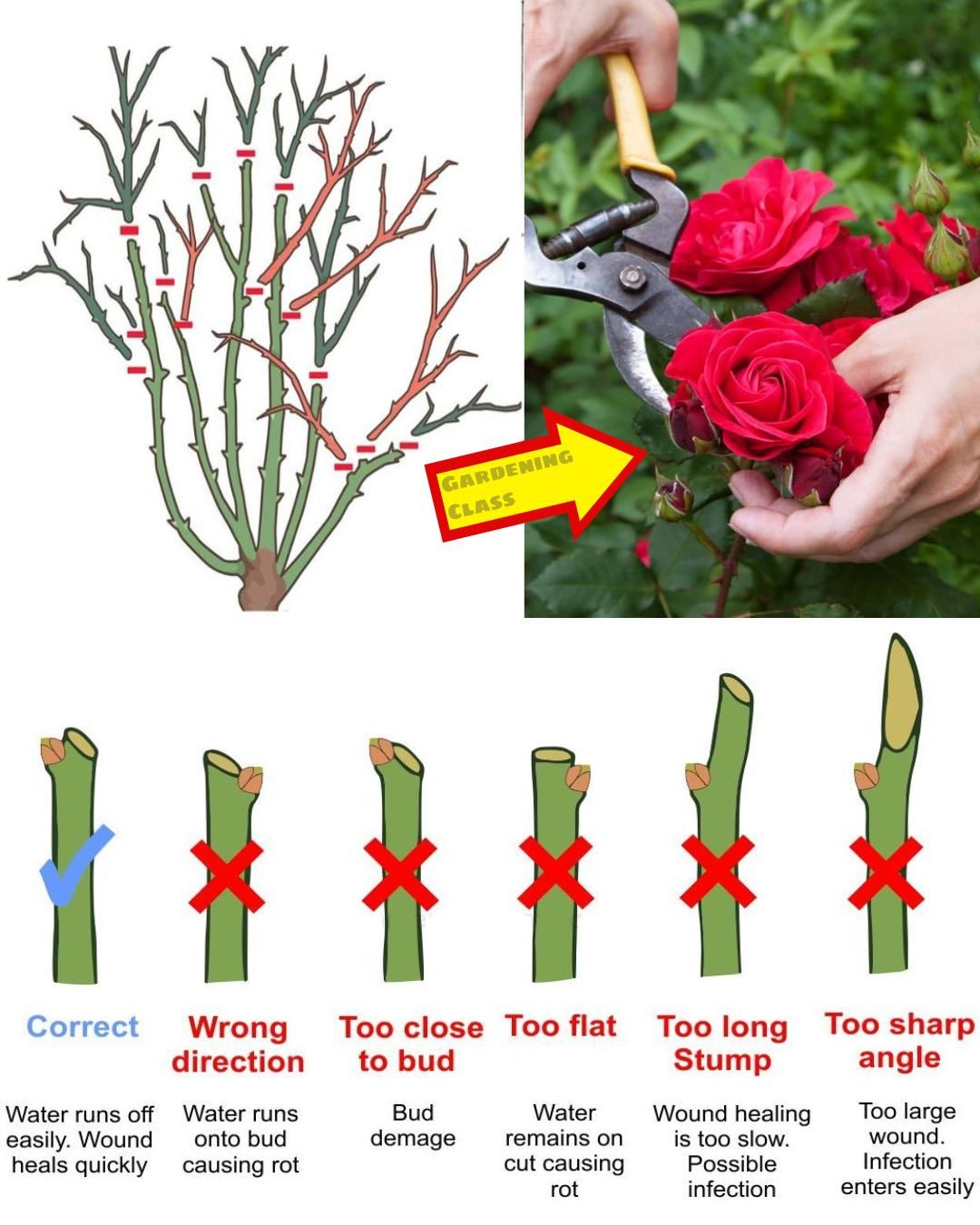 How-to-Prune-Plants-Correctly