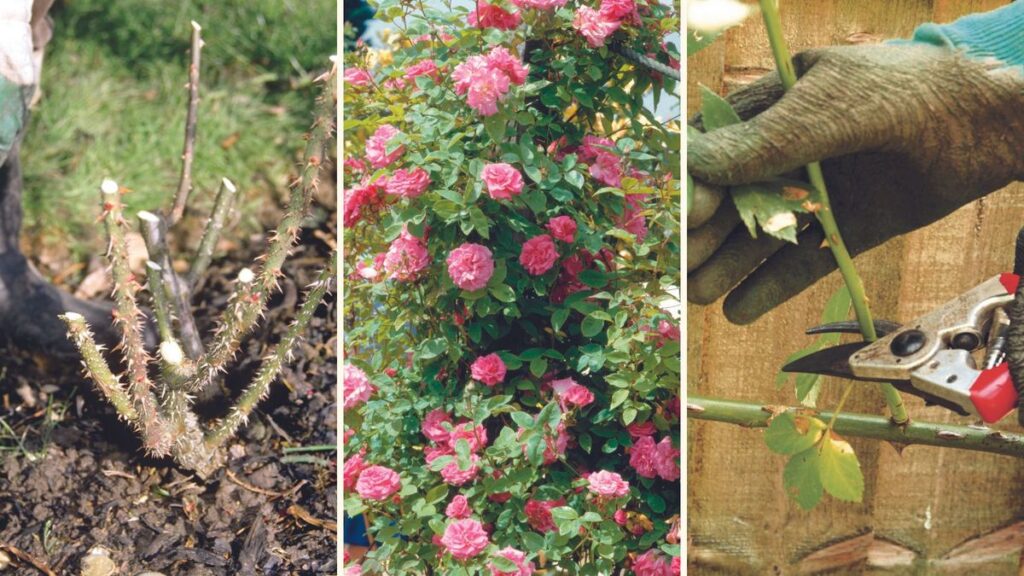 How-to-Prune-Plants-Correctly.jpg