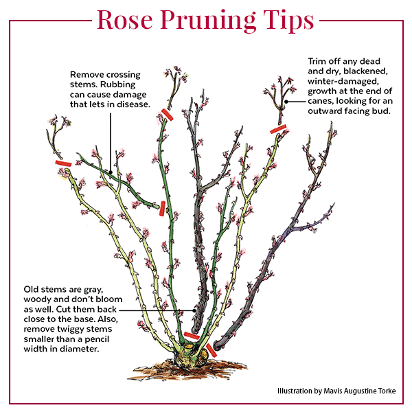 rose-pruning-tips